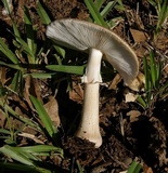 Amanita amerirubescens image