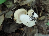 Hygrophorus laurae image