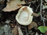 Hygrophorus laurae image