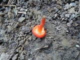 Hygrocybe miniata image