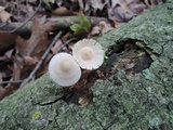 Mycena galericulata image