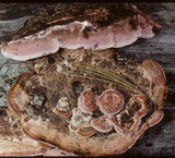 Rhodofomes cajanderi image