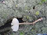 Mycena galericulata image