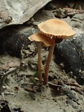 Flammulaster carpophilus var. subincarnatus image