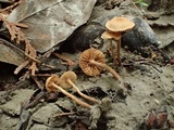 Flammulaster carpophilus var. subincarnatus image
