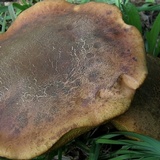 Suillellus hypocarycinus image