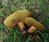 Suillellus hypocarycinus image