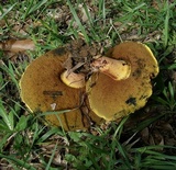 Suillellus hypocarycinus image