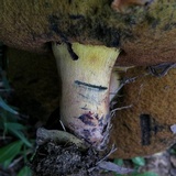 Suillellus hypocarycinus image