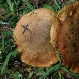 Suillellus hypocarycinus image