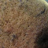 Suillellus hypocarycinus image