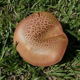 Boletus patrioticus image