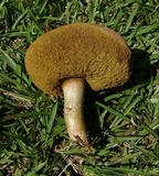 Boletus patrioticus image