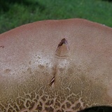 Boletus patrioticus image