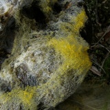 Syzygites megalocarpus image