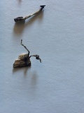 Xylaria axifera image