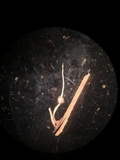 Xylaria axifera image