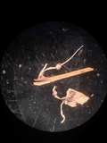 Xylaria axifera image