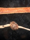 Xylaria axifera image