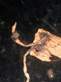 Xylaria axifera image