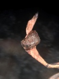 Xylaria axifera image
