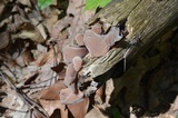 Auricularia angiospermarum image