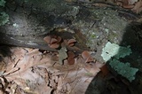 Auricularia angiospermarum image