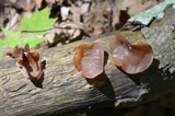 Auricularia angiospermarum image