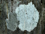 Arthonia polymorpha image