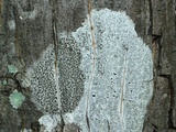 Arthonia polymorpha image