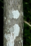 Arthonia polymorpha image