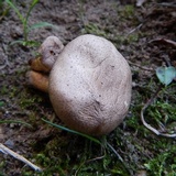 Pholiota angustipes image