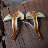 Pholiota angustipes image