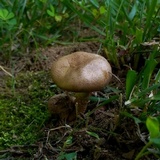 Pholiota angustipes image