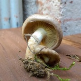 Pholiota angustipes image