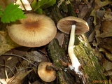 Psathyrella delineata image