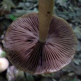 Psathyrella delineata image