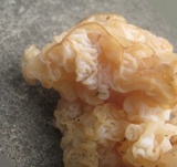 Ductifera pululahuana image