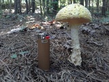 Image Associated With the Occurrence