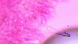 Melanoleuca evenosa image