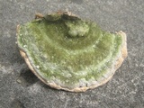 Trametes gibbosa image