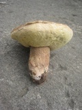 Boletus variipes image