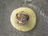 Boletus variipes image
