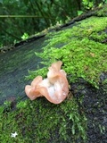 Auricularia angiospermarum image