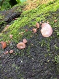 Auricularia angiospermarum image
