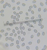 Amanita morrisii image