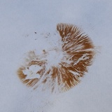 Flammulaster erinaceellus image