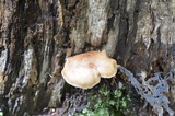 Pluteus petasatus image