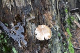 Pluteus petasatus image