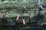 Dacryopinax elegans image